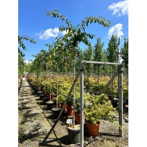 Čerešňa okrasná (Prunus serrulata) ´KIKU SHIDARE´ (sakura) - výška 200-250 cm, obvod kmeňa: 10/12 cm, kont. C30L 